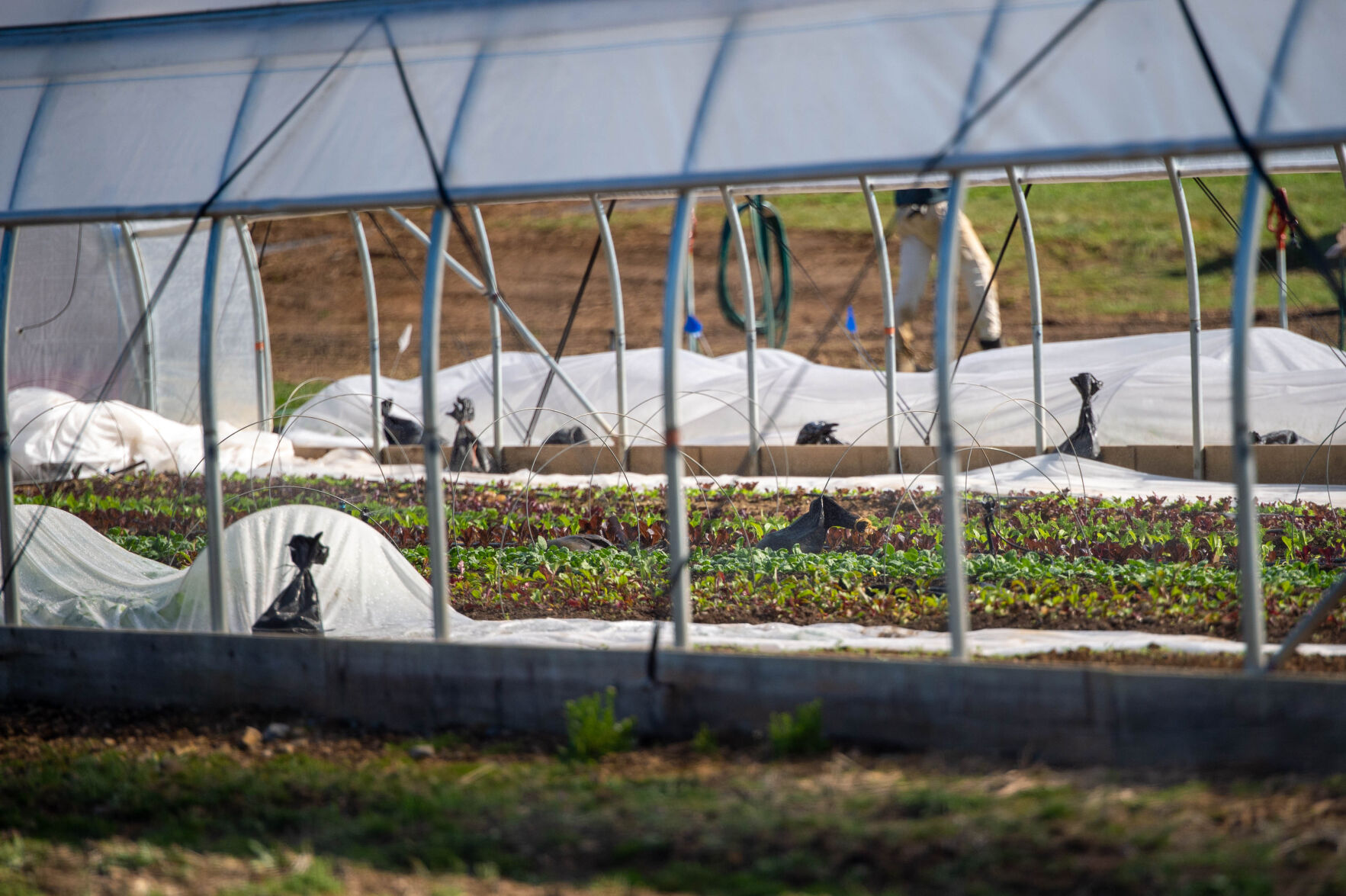 Penn State Student Farm made for students, by students | University Park Campus News 1 Student Farm Green House